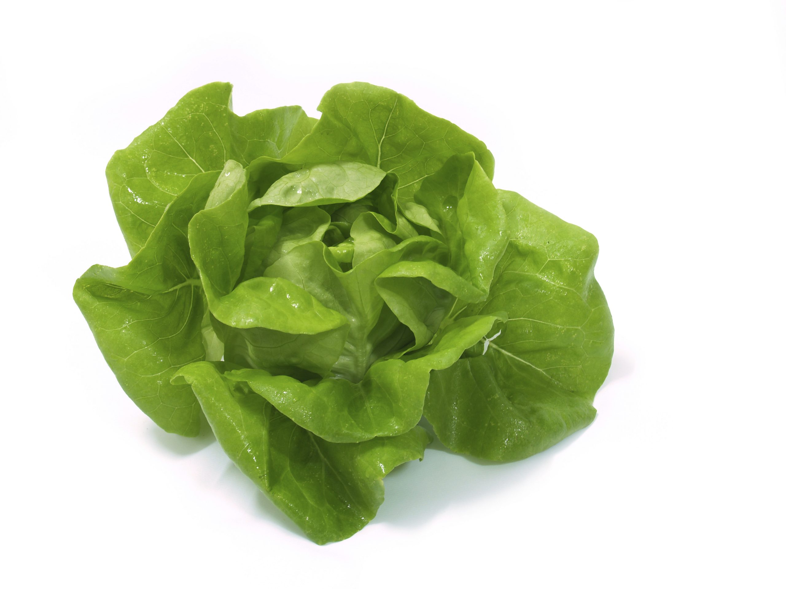 Butter Lettuce