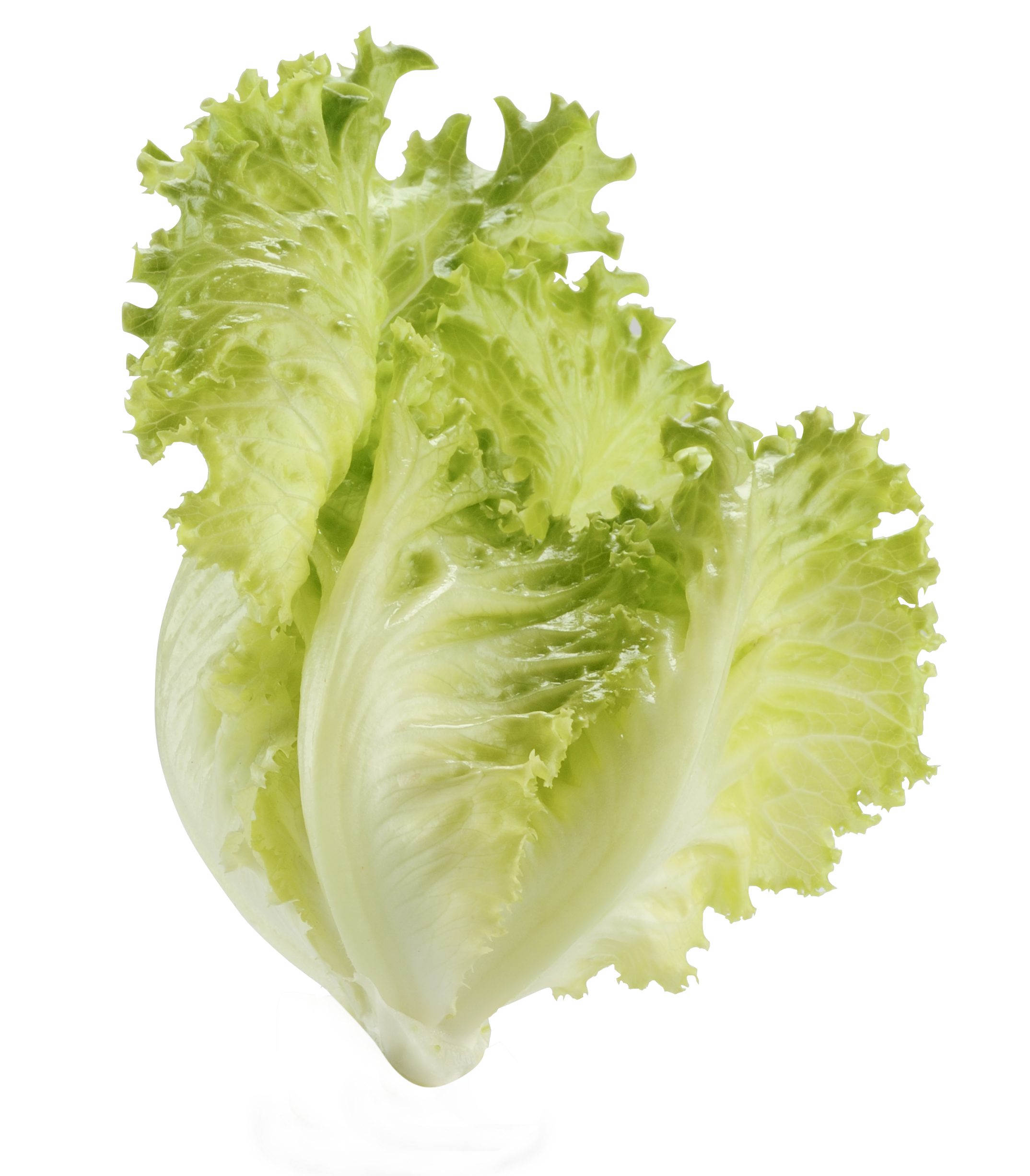 Escarole