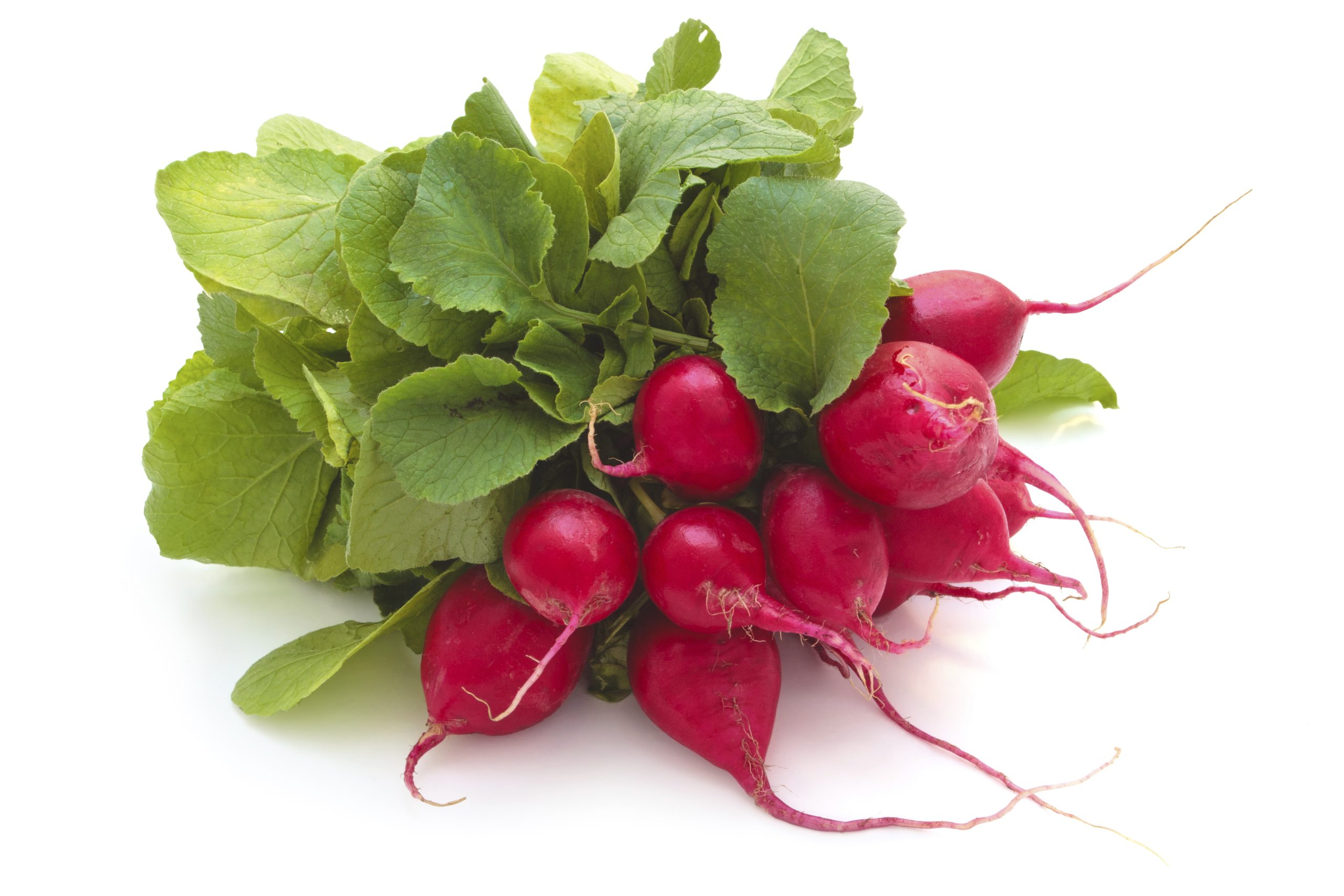 Radishes