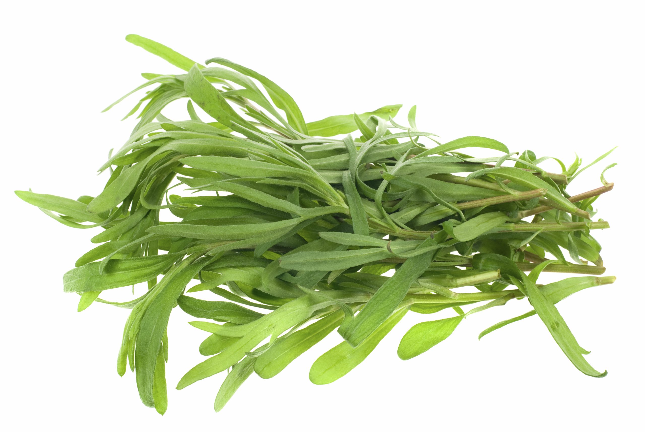 Tarragon