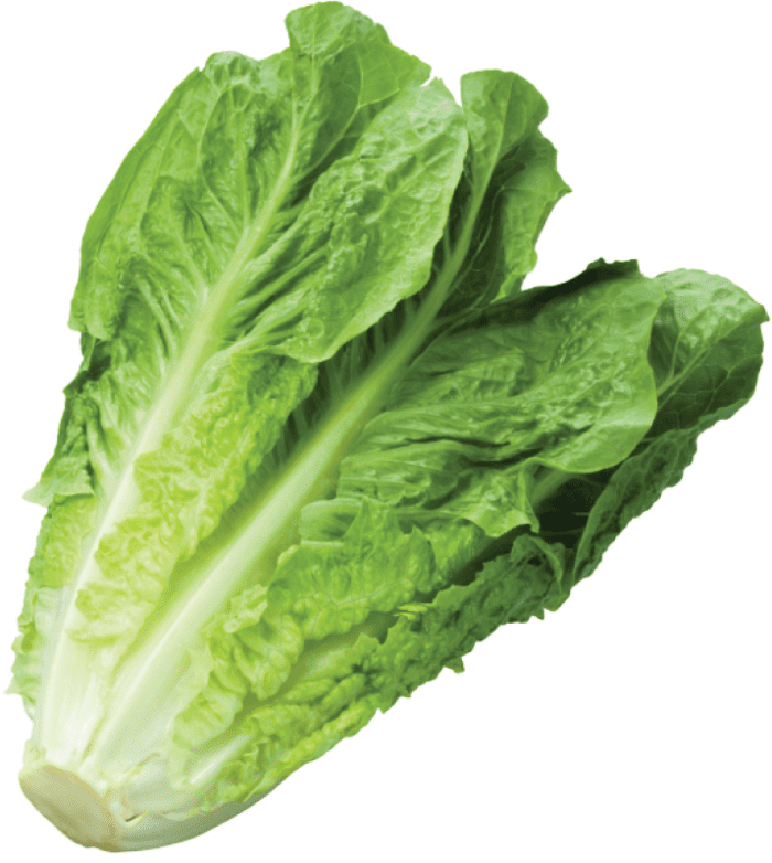 Romaine Lettuce